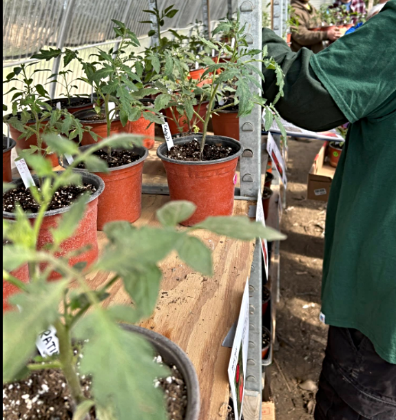 2025 04 23 MRY Allapa Gardens tomato plants 1
