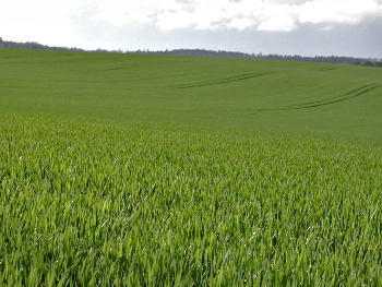 field