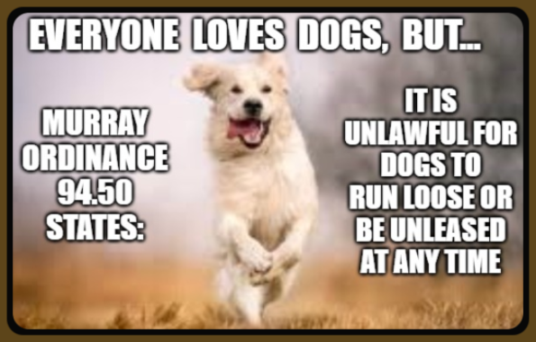 2022 03 16 MRY DOGS RUN LOOSE