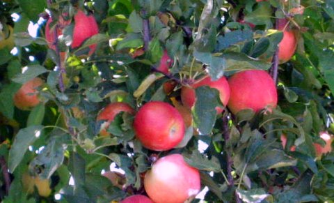 09-01-2010_APPLES_003