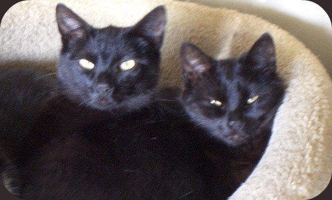 12-22-2010_Black_cats_Ty_and_Chee