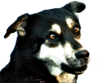 2019 03 27 dog