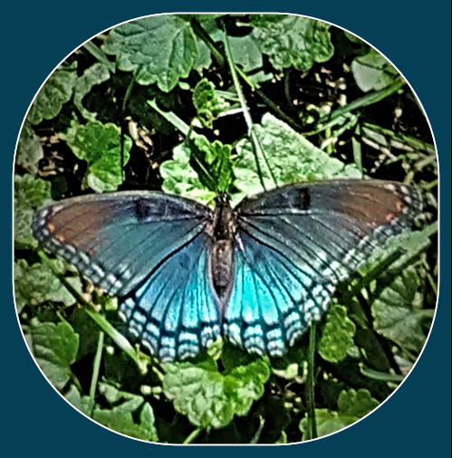 2020 08 10 1 41 pm Blue Butterfly