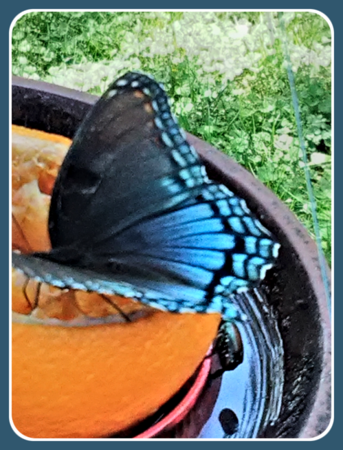 2020 08 10 Backyard butterfly on orange