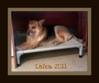 2011-10-05_Laika_on_Kuranda_bed