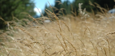 2024 03 06 dry grass