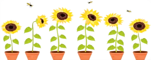 2026 07 29 SUNFLOWER DIVIDER