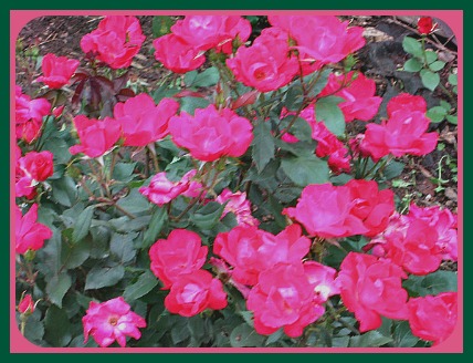 2009-06-10 Roses
