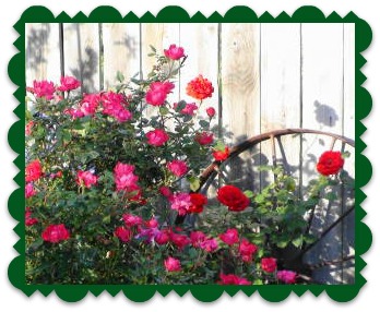 2012-05-12 Roses_in_Backyard_framed