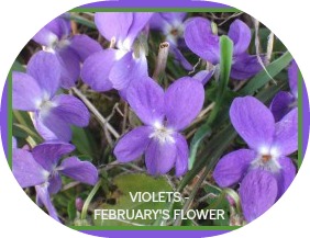 2013-02-13 VIOLETS