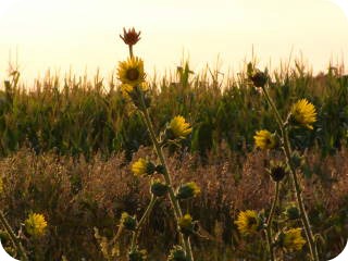 2013-07-28 Sunflowers
