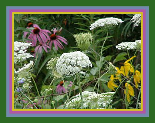 2015-07-19 Wildflowers