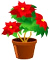 2015-12-09 poinsettia