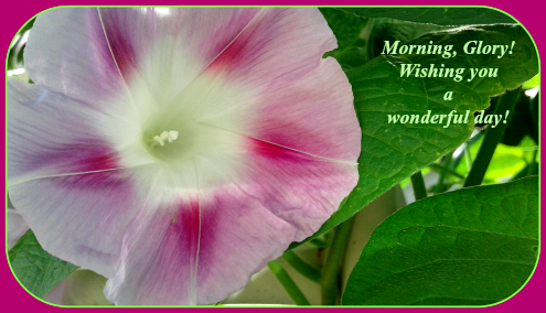 2017 08 02 Morning glory