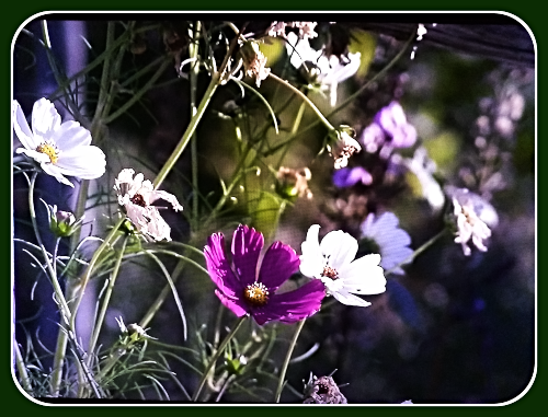 2021 04 21 spring flowers fence post