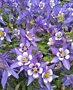 2021 05 20 blue columbines