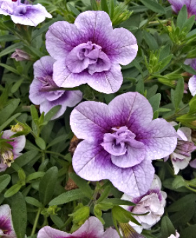 2021 05 21 Lavender petunias
