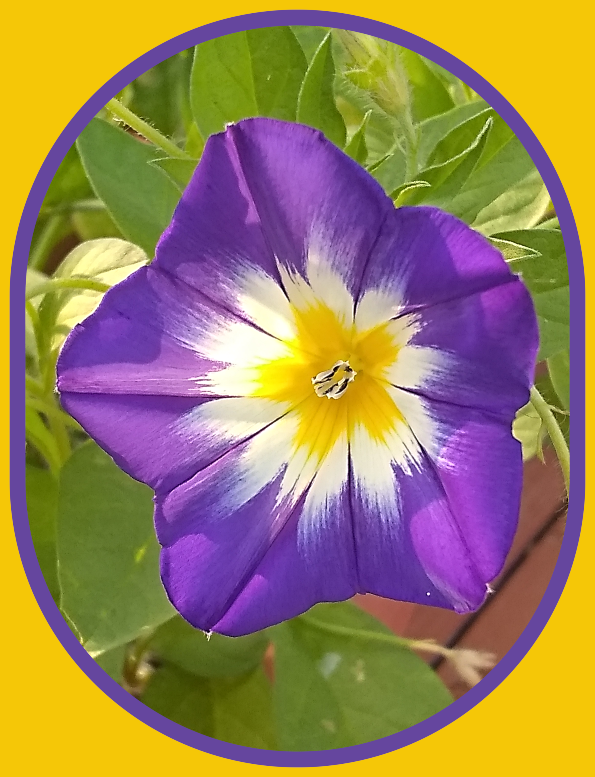 2021 07 20 MORNING GLORY
