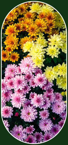 2021 09 08 MUMS 1
