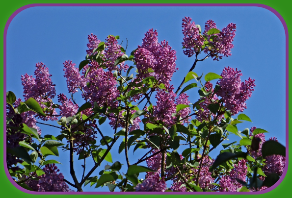 2021 Mothers Day lilacs 2