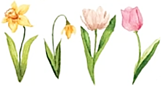 2025 04 23 DAFFODILS AND TULIPS 2