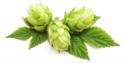 2025 08 06 Hops 1