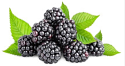 2025 08 06 blackberries