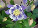 COLUMBINE