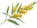 Goldenrod