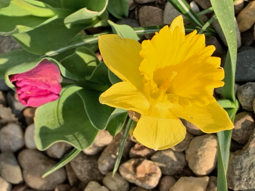 daffodil tulip