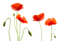 poppies