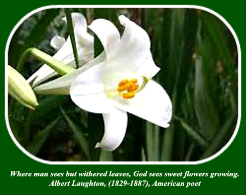 2017 04 12 Easter lily
