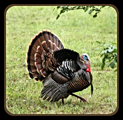 2019 11 27 wild tom turkey in grass