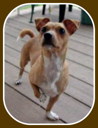 2015-04-08 Found_Dog