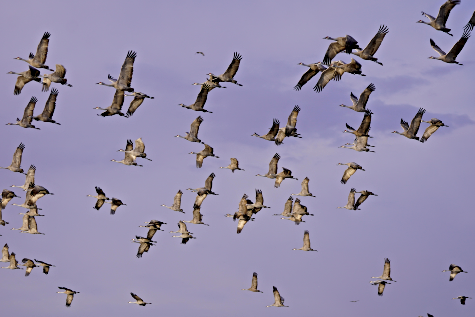 2021 03 24 CRANES 7