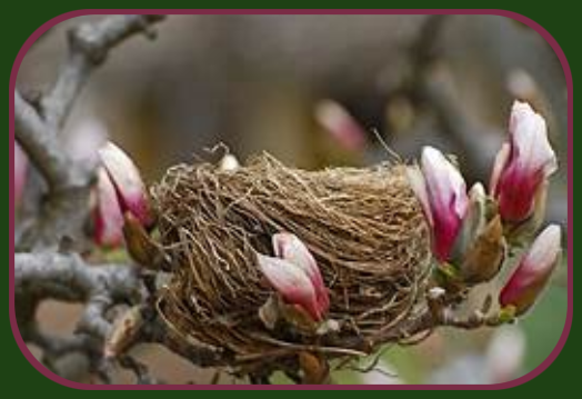 2021 03 24 bird nest tree buds