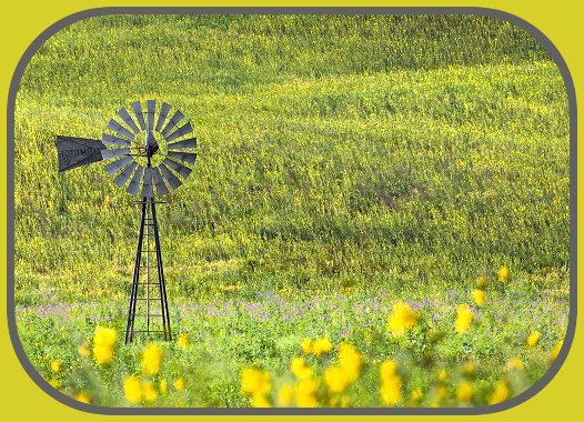 2026 07 08 summer field windmill sunflower