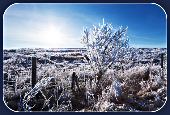 frostyfence