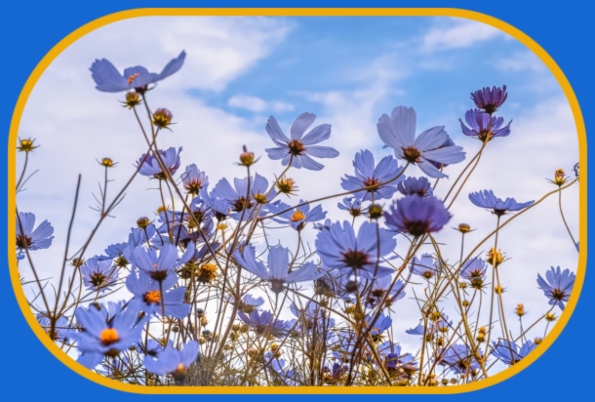 2022 05 18 blue flowers 1