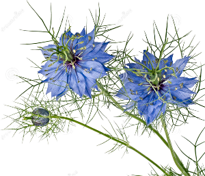 Blue Flowers Love in a mist