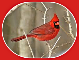 cardinal