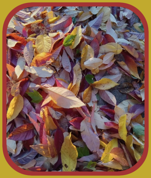 2025 11 05 driveway leaves