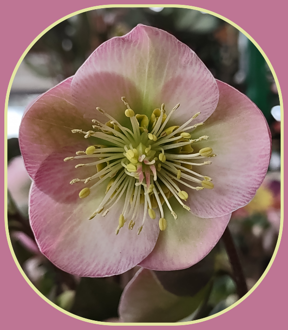 2026 04 08 HELLEBORES