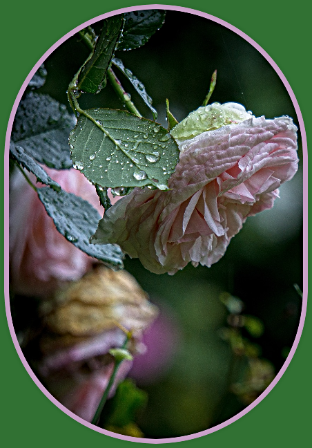 2024 08 14 RAIN ROSES