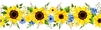 2024 09 04 sunflower border R