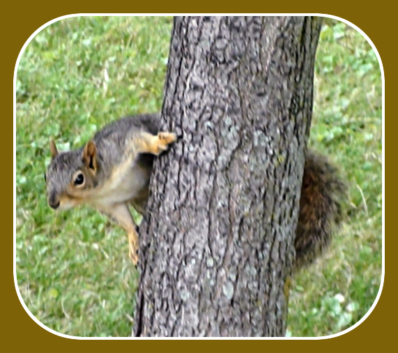 2025 07 09 squirrel
