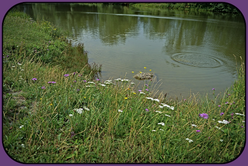 pond
