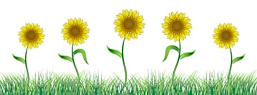 sunflower border 1