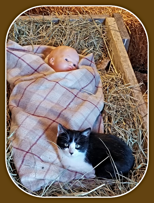 2022 11 09 ELM Baby Jesus in the Manger with kitten