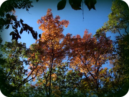 2011-09-30 Trees_at_Lewis__Clark_Center